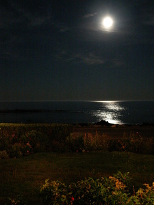 Moonlit night